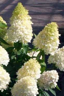 Sweet Summer Panicle Hydrangea - 3 Gallon Pot 10 Sweet Summer Panicle Hydrangea - 3 Gallon Pot -Good Housekeeping Shop hydrangea paniculata sweet summer 2
