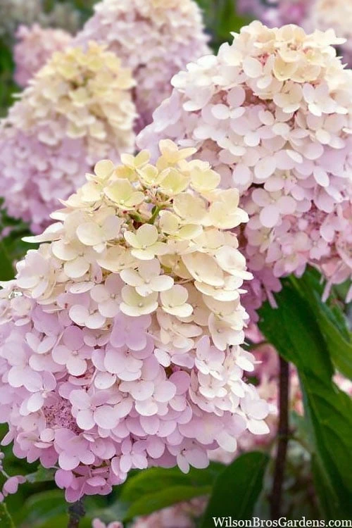 Sweet Summer Panicle Hydrangea - 3 Gallon Pot 1 Sweet Summer Panicle Hydrangea - 3 Gallon Pot