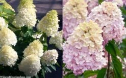 Sweet Summer Panicle Hydrangea - 3 Gallon Pot 9 Sweet Summer Panicle Hydrangea - 3 Gallon Pot -Good Housekeeping Shop hydrangea paniculata sweet summer 7