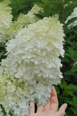 Phantom Hydrangea - 1 Gallon Pot -Good Housekeeping Shop hydrangea phantom 20 2