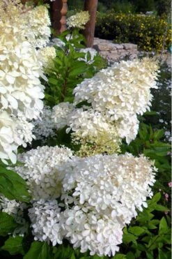 Phantom Hydrangea - 1 Gallon Pot -Good Housekeeping Shop hydrangea phantom 500x750 3