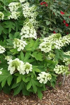 Pee Wee Dwarf Oakleaf Hydrangea - 2 Gallon Pot -Good Housekeeping Shop hydrangea quercifolia pee wee oakleaf 1 2