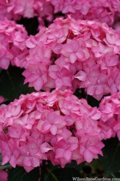 Let's Dance 'Can Do' Hydrangea - 2 Gallon Pot -Good Housekeeping Shop hydrangea serrata lets dance can do 2