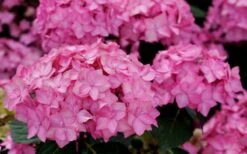 Let's Dance 'Can Do' Hydrangea - 2 Gallon Pot -Good Housekeeping Shop hydrangea serrata lets dance can do 3