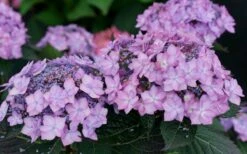Let's Dance 'Can Do' Hydrangea - 2 Gallon Pot -Good Housekeeping Shop hydrangea serrata lets dance can do 7