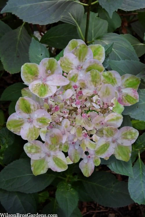 Painters Pallet Hydrangea - 1 Gallon Pot 1 Painters Pallet Hydrangea - 1 Gallon Pot