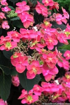 Tuff Stuff Red Mountain Hydrangea - 3 Gallon Pot -Good Housekeeping Shop hydrangea serrata tuff stuff red mountain 2