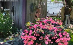 Tuff Stuff Red Mountain Hydrangea - 3 Gallon Pot -Good Housekeeping Shop hydrangea serrata tuff stuff red mountain 4