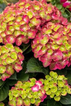 Tilt-A-Swirl Hydrangea - 3 Gallon Pot - SALE -Good Housekeeping Shop hydrangea tilt a whirl 500x750 2
