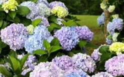 Dear Dolores Hydrangea - 1 Gallon Pot 10 Dear Dolores Hydrangea - 1 Gallon Pot -Good Housekeeping Shop hydrangea20dear20delores 2