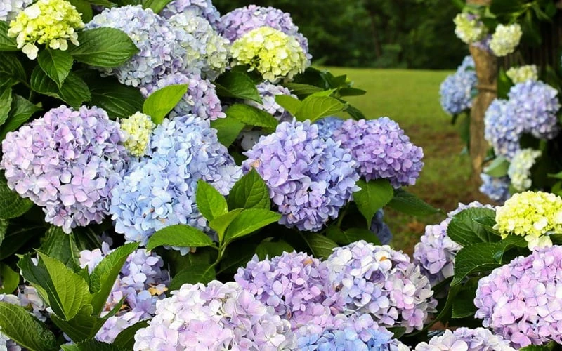 Dear Dolores Hydrangea - 3 Gallon Pot 4 Dear Dolores Hydrangea - 3 Gallon Pot - Image 4