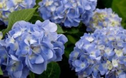 Dear Dolores Hydrangea - 2 Gallon Pot -Good Housekeeping Shop hydrangea20dear20delores202 1