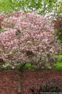 Southern Crabapple (Malus Angustifolia) - 1 Gallon Pot 10 Southern Crabapple (Malus Angustifolia) - 1 Gallon Pot -Good Housekeeping Shop malus angustifolia southern crabapple tree 8