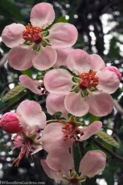 Southern Crabapple (Malus Angustifolia) - 3 Gallon Pot 9 Southern Crabapple (Malus Angustifolia) - 3 Gallon Pot -Good Housekeeping Shop malus angustifolia southern crabapple tree flowers 2 1