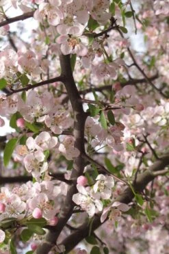 Southern Crabapple (Malus Angustifolia) - 1 Gallon Pot 11 Southern Crabapple (Malus Angustifolia) - 1 Gallon Pot -Good Housekeeping Shop malus angustifolia southern crabapple tree flowers 4