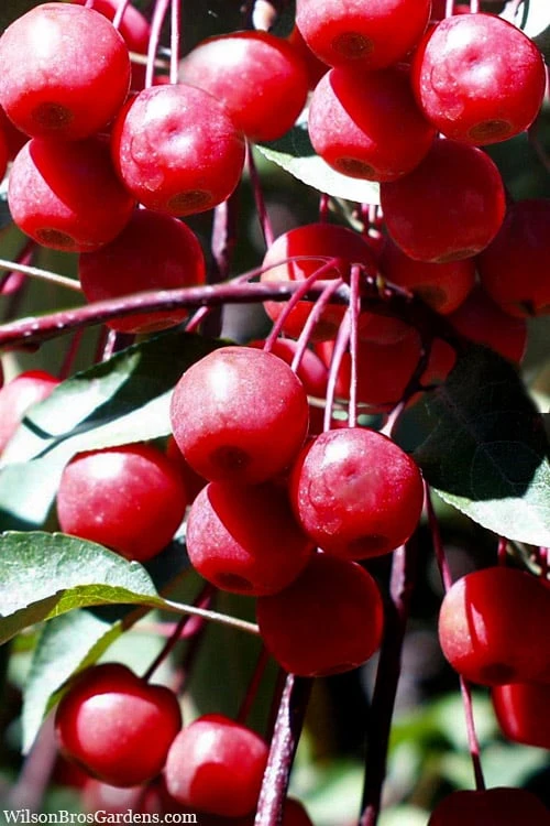Southern Crabapple (Malus Angustifolia) - 3 Gallon Pot 1 Southern Crabapple (Malus Angustifolia) - 3 Gallon Pot