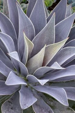 Lavender Lady Mangave - 1 Gallon Pot 8 Lavender Lady Mangave - 1 Gallon Pot -Good Housekeeping Shop mangave lavender lady 1