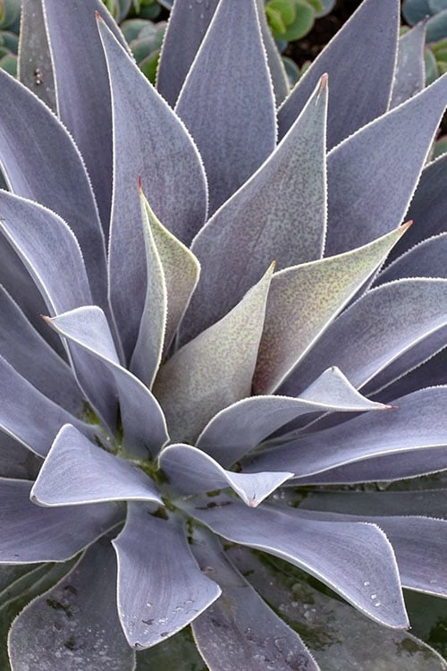 Lavender Lady Mangave - 1 Gallon Pot 4 Lavender Lady Mangave - 1 Gallon Pot - Image 4