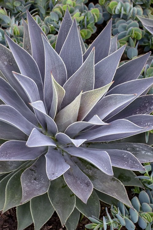 Lavender Lady Mangave - 1 Gallon Pot 1 Lavender Lady Mangave - 1 Gallon Pot