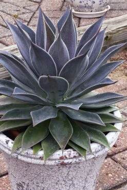 Lavender Lady Mangave - 1 Gallon Pot 9 Lavender Lady Mangave - 1 Gallon Pot -Good Housekeeping Shop mangave lavender lady 3