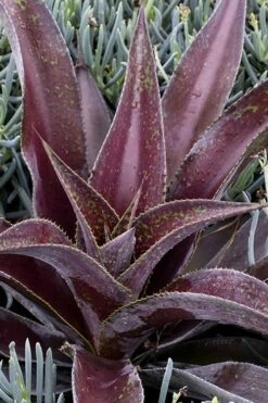 Mission To Mars Mangave - 1 Gallon Pot 9 Mission To Mars Mangave - 1 Gallon Pot -Good Housekeeping Shop mangave mission to mars 2