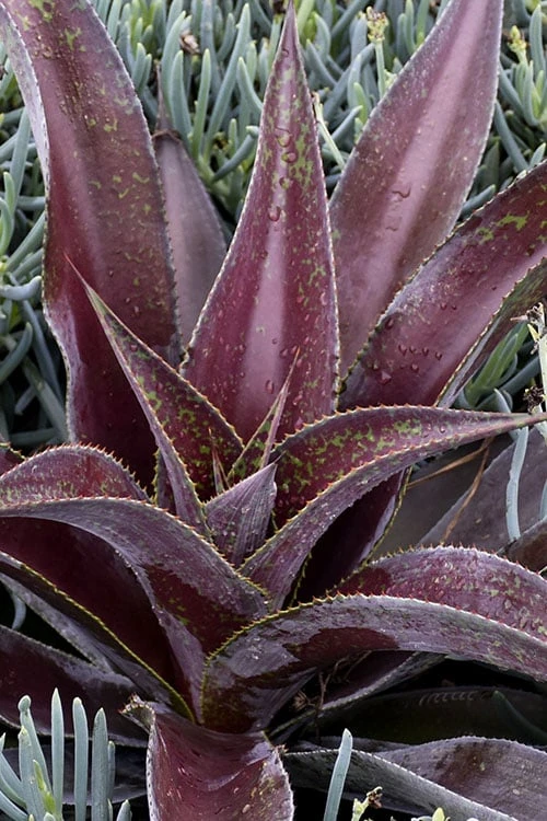 Mission To Mars Mangave - 1 Gallon Pot 5 Mission To Mars Mangave - 1 Gallon Pot - Image 5