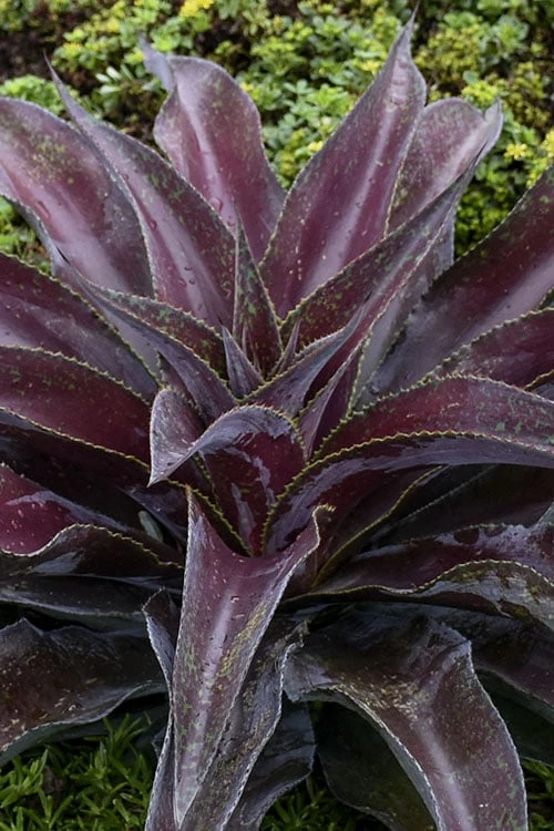 Mission To Mars Mangave - 1 Gallon Pot 1 Mission To Mars Mangave - 1 Gallon Pot