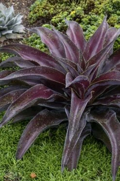 Mission To Mars Mangave - 1 Gallon Pot 8 Mission To Mars Mangave - 1 Gallon Pot -Good Housekeeping Shop mangave mission to mars 5