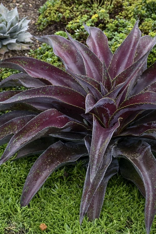 Mission To Mars Mangave - 1 Gallon Pot 4 Mission To Mars Mangave - 1 Gallon Pot - Image 4