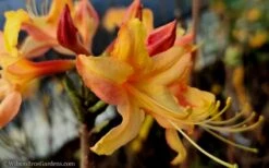 Tallulah Sunrise Native Azalea (Rhododendron) - 1 Gallon Pot -Good Housekeeping Shop native azalea tallulah sunrise 15