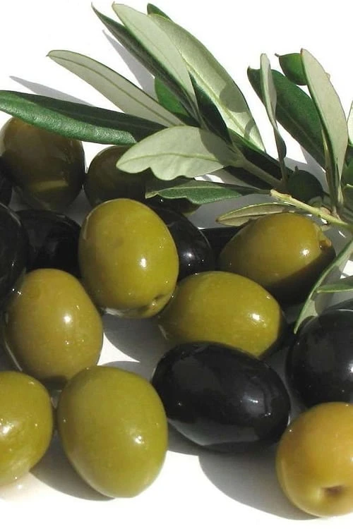 Arbequina Olive Tree - 1 Gallon Pot 1 Arbequina Olive Tree - 1 Gallon Pot
