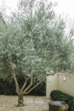 Arbequina Olive Tree - 7 Gallon Pot (3-4') 9 Arbequina Olive Tree - 7 Gallon Pot (3-4') -Good Housekeeping Shop olive tree arbequina 4 2