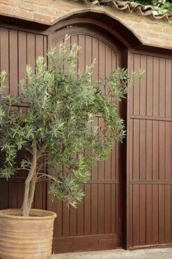 Arbequina Olive Tree - 1 Gallon Pot 10 Arbequina Olive Tree - 1 Gallon Pot -Good Housekeeping Shop olive tree arbequina 6
