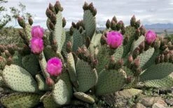 Beavertail Prickly Pear Cactus - 3 Gallon Pot -Good Housekeeping Shop opuntia basilaris beavertail prickly pear cactus 2
