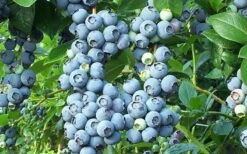 Brightwell Rabbiteye Blueberry - 7 Gallon Pot -Good Housekeeping Shop picture 6424 brightwell rabbiteye blueberry 1
