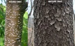 Wild Black Cherry Tree - 3 Gallon Pot -Good Housekeeping Shop prunus serotina wild black cherry tree 10