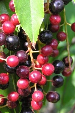 Wild Black Cherry Tree - 3 Gallon Pot -Good Housekeeping Shop prunus serotina wild black cherry tree 4