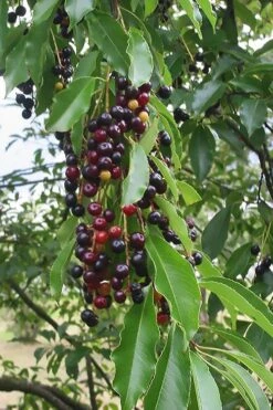 Wild Black Cherry Tree - 3 Gallon Pot -Good Housekeeping Shop prunus serotina wild black cherry tree 5