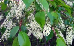 Wild Black Cherry Tree - 3 Gallon Pot -Good Housekeeping Shop prunus serotina wild black cherry tree 8