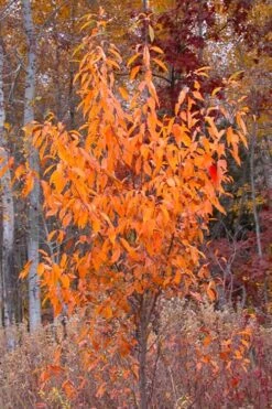 Wild Black Cherry Tree - 3 Gallon Pot -Good Housekeeping Shop prunus serotina wild black cherry tree 9