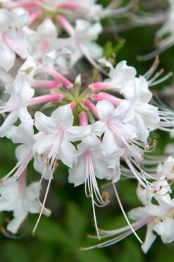 White Alabama Native Azalea (Rhododendron Alabamense) - 3 Gallon Pot -Good Housekeeping Shop rhododendron alabamense alabama native azalea 3