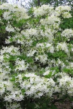 White Alabama Native Azalea (Rhododendron Alabamense) - 3 Gallon Pot -Good Housekeeping Shop rhododendron alabamense alabama native azalea 8
