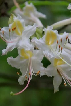 Coleman's Native Azalea (Rhododendron Colemanii 'Multiflora') - 3 Gallon Pot -Good Housekeeping Shop rhododendron colemanii multiflora colemans native azalea 1
