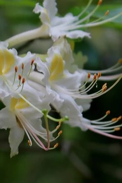 Coleman's Native Azalea (Rhododendron Colemanii 'Multiflora') - 3 Gallon Pot -Good Housekeeping Shop rhododendron colemanii multiflora colemans native azalea 2