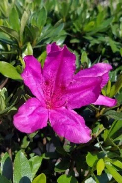 Congo Purple Azalea - 3 Gallon Pot 10 Congo Purple Azalea - 3 Gallon Pot -Good Housekeeping Shop rhododendron congo robin hill hybrid azalea 3