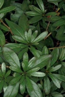 Congo Purple Azalea - 3 Gallon Pot 11 Congo Purple Azalea - 3 Gallon Pot -Good Housekeeping Shop rhododendron congo robin hill hybrid azalea 4