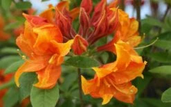 Golden Eagle Azalea (Rhododendron) - 3 Gallon Pot -Good Housekeeping Shop rhododendron golden eagle azalea 5