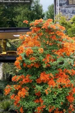 Golden Eagle Azalea (Rhododendron) - 3 Gallon Pot -Good Housekeeping Shop rhododendron golden eagle azalea 7