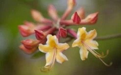 Millie Mac Native Azalea (Rhododendron) - 3 Gallon Pot 11 Millie Mac Native Azalea (Rhododendron) - 3 Gallon Pot -Good Housekeeping Shop rhododendron millie mac native azalea 10