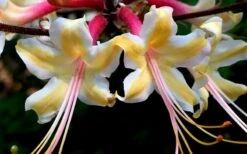 Millie Mac Native Azalea (Rhododendron) - 3 Gallon Pot 9 Millie Mac Native Azalea (Rhododendron) - 3 Gallon Pot -Good Housekeeping Shop rhododendron millie mac native azalea 15